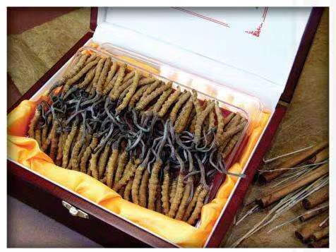 平安冬虫夏草回收